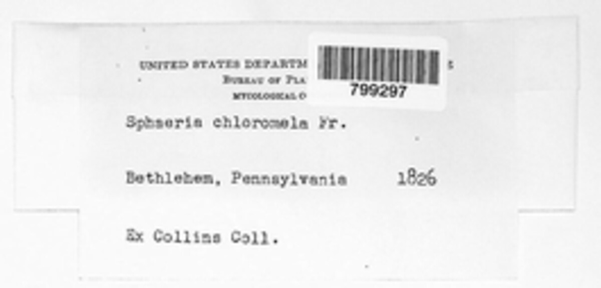 Sphaeria chloromela image
